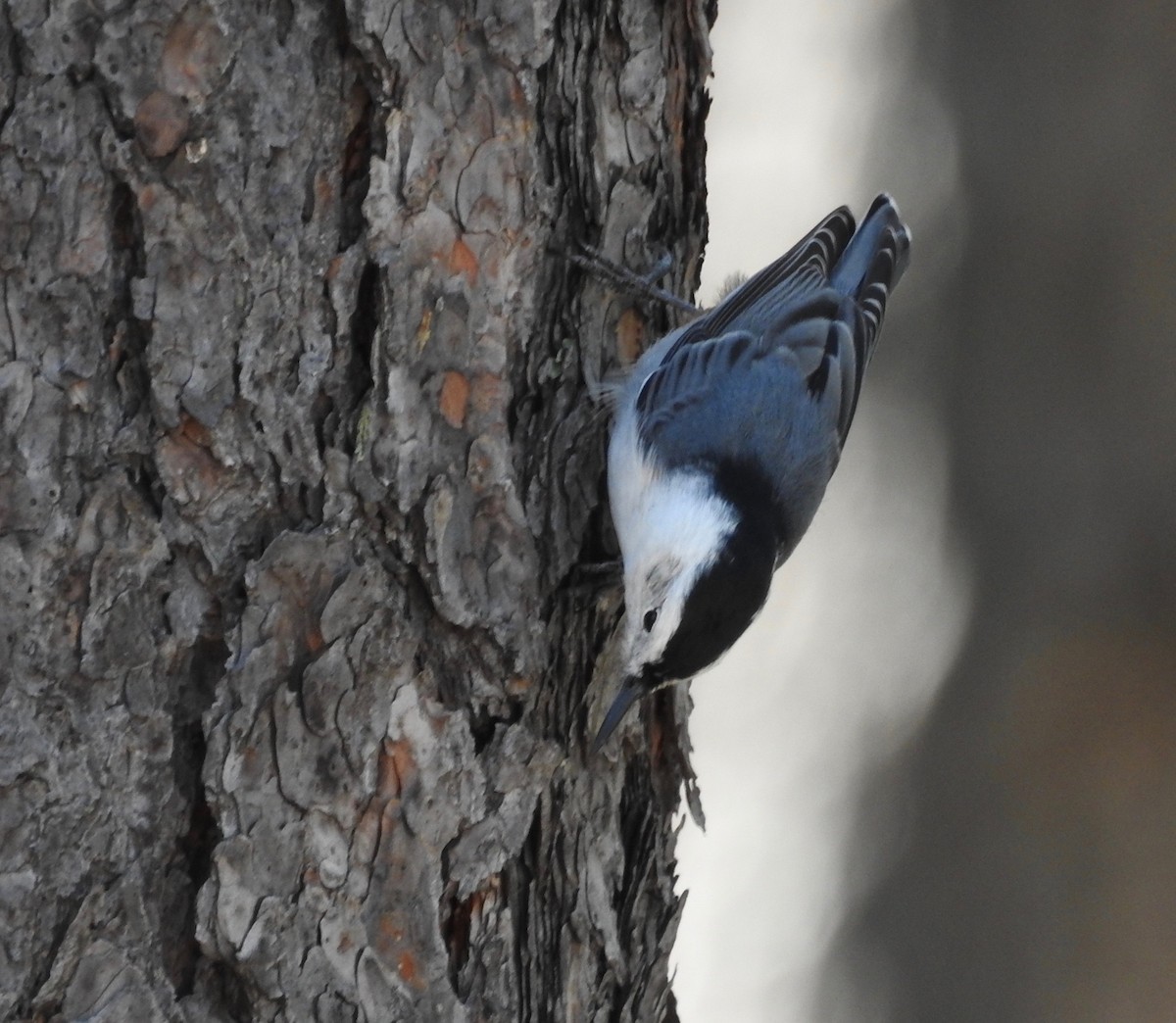 White-breasted Nuthatch - ML178315031