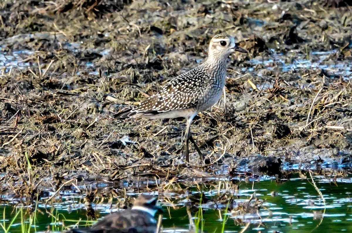 American Golden-Plover - Gale VerHague
