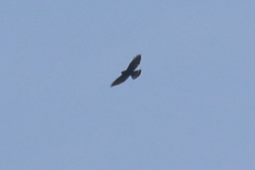 Broad-winged Hawk - ML178316431