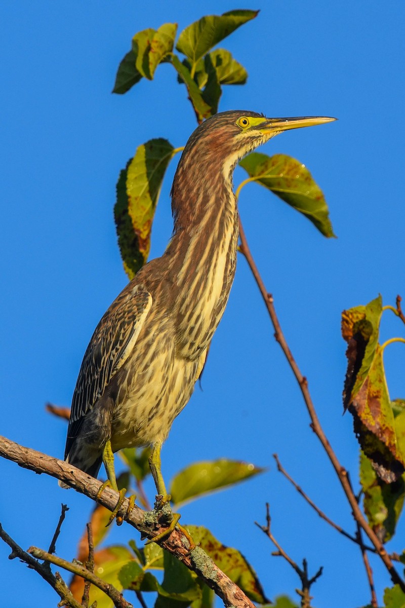 Green Heron - ML178318051