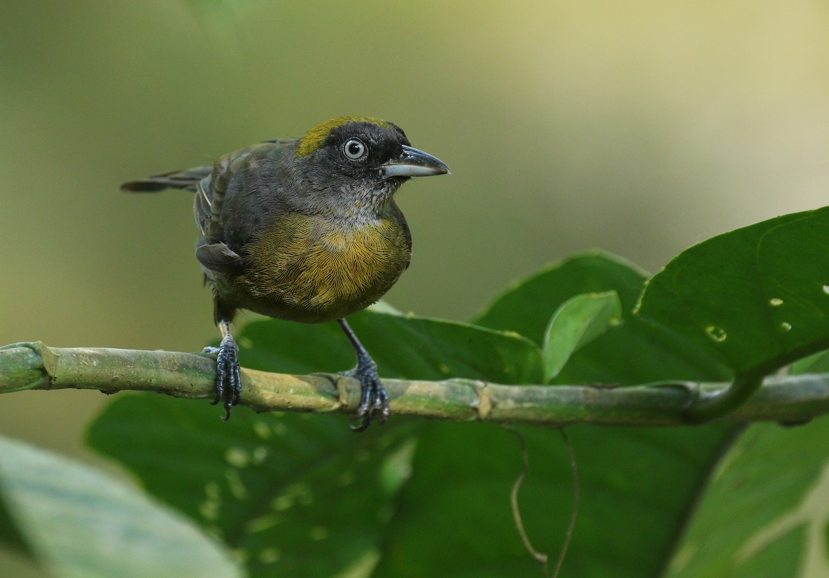 Dusky-faced Tanager - Alex Berryman