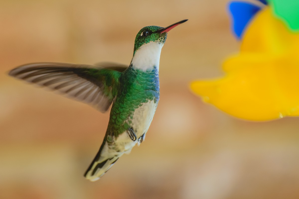 White-throated Hummingbird - Andrés De Muro