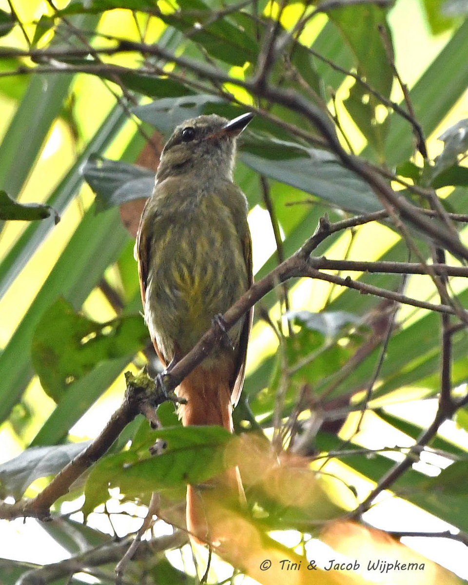 Rufous-tailed Flatbill - ML178322391