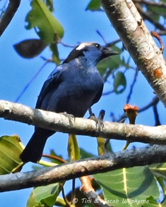 Opal-crowned Tanager - ML178322961