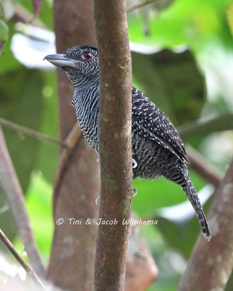 Fasciated Antshrike - ML178323241