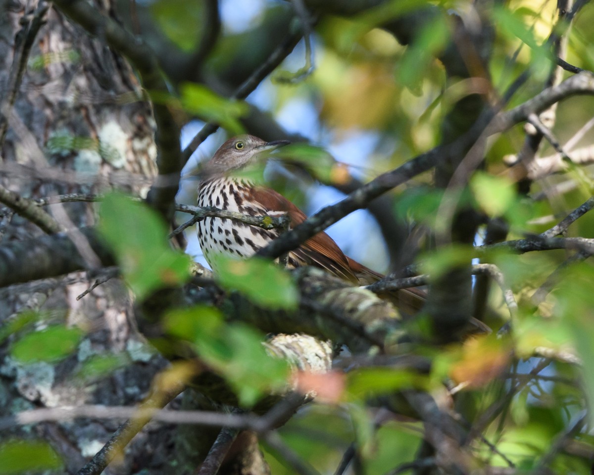 Brown Thrasher - Steve Rappaport