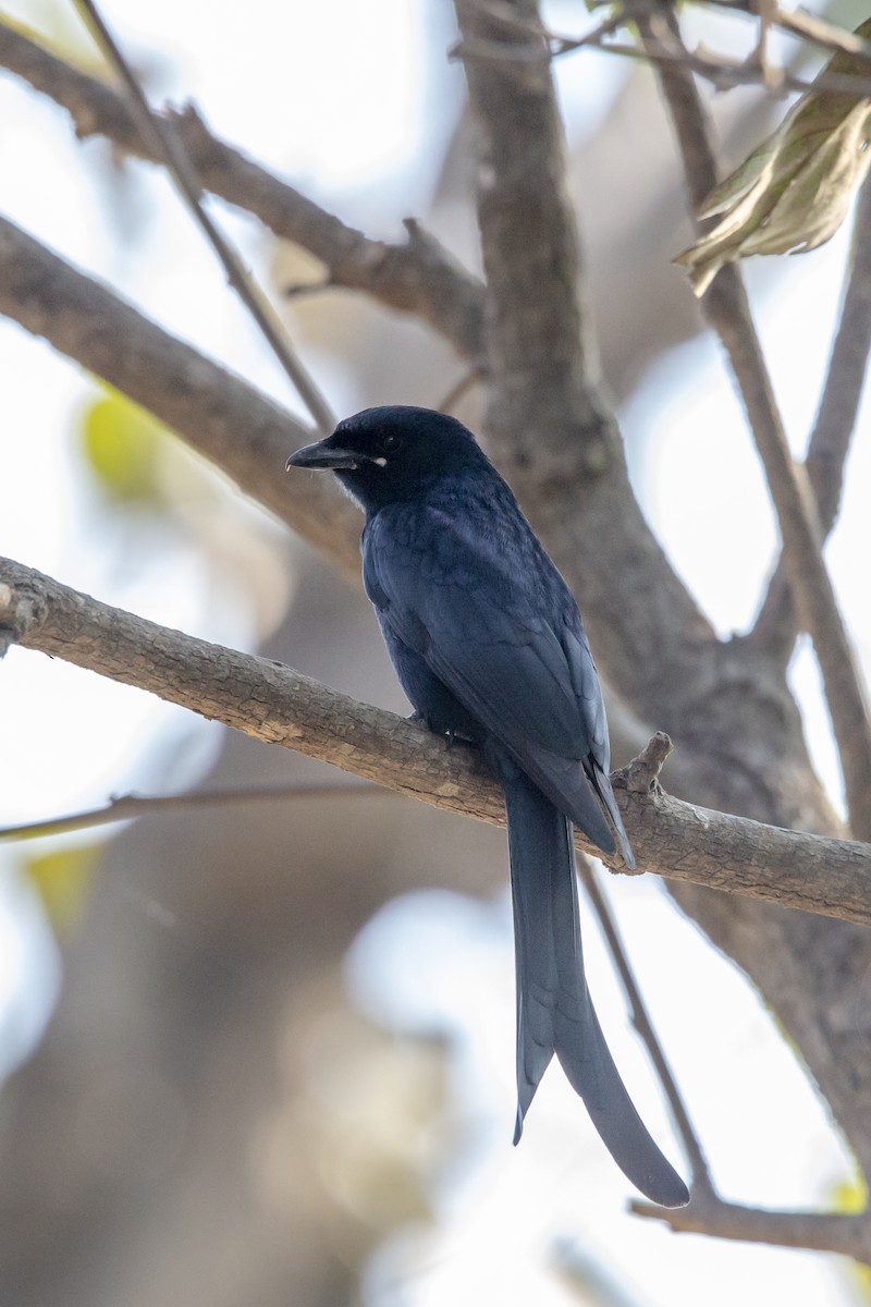 Black Drongo - ML178324021