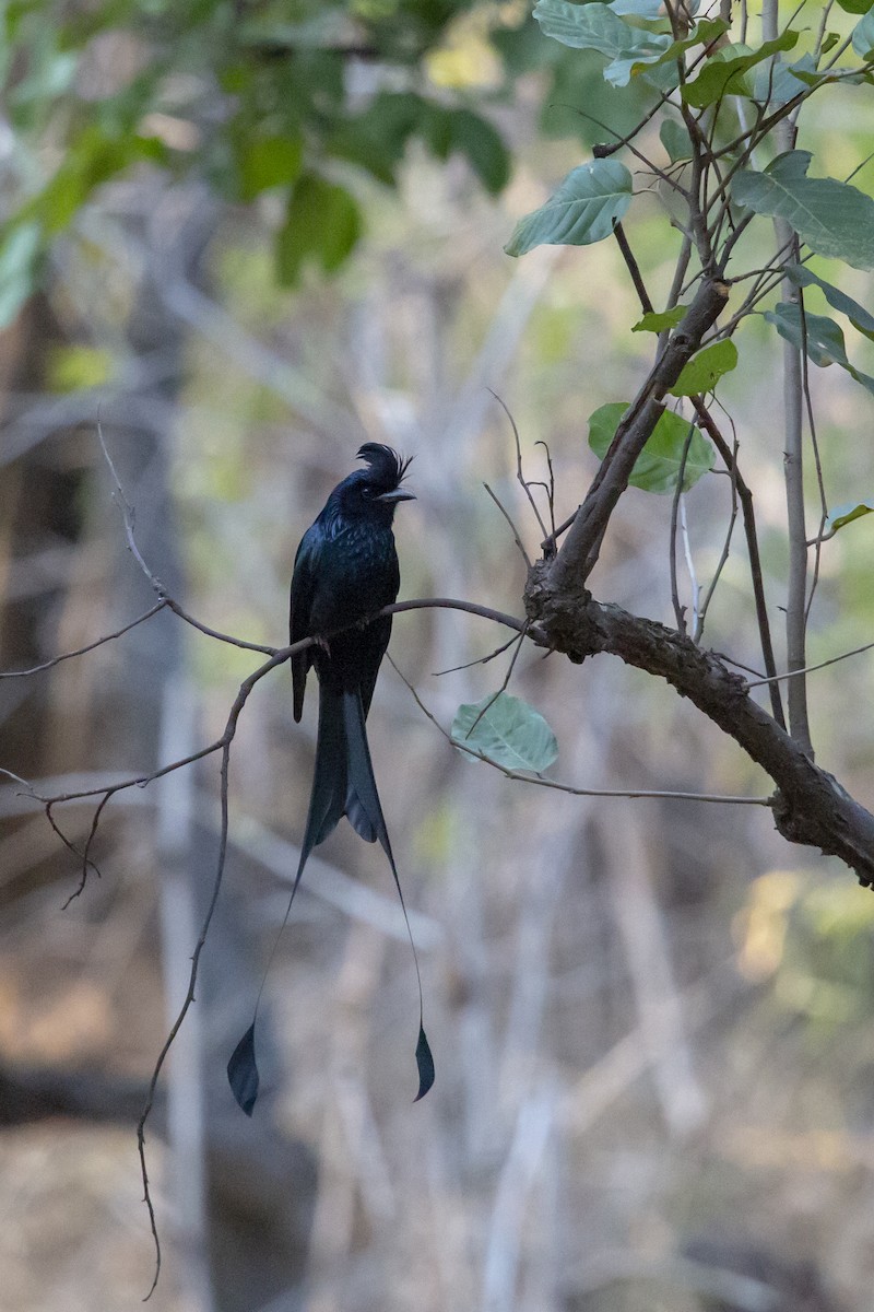 Greater Racket-tailed Drongo - ML178324091