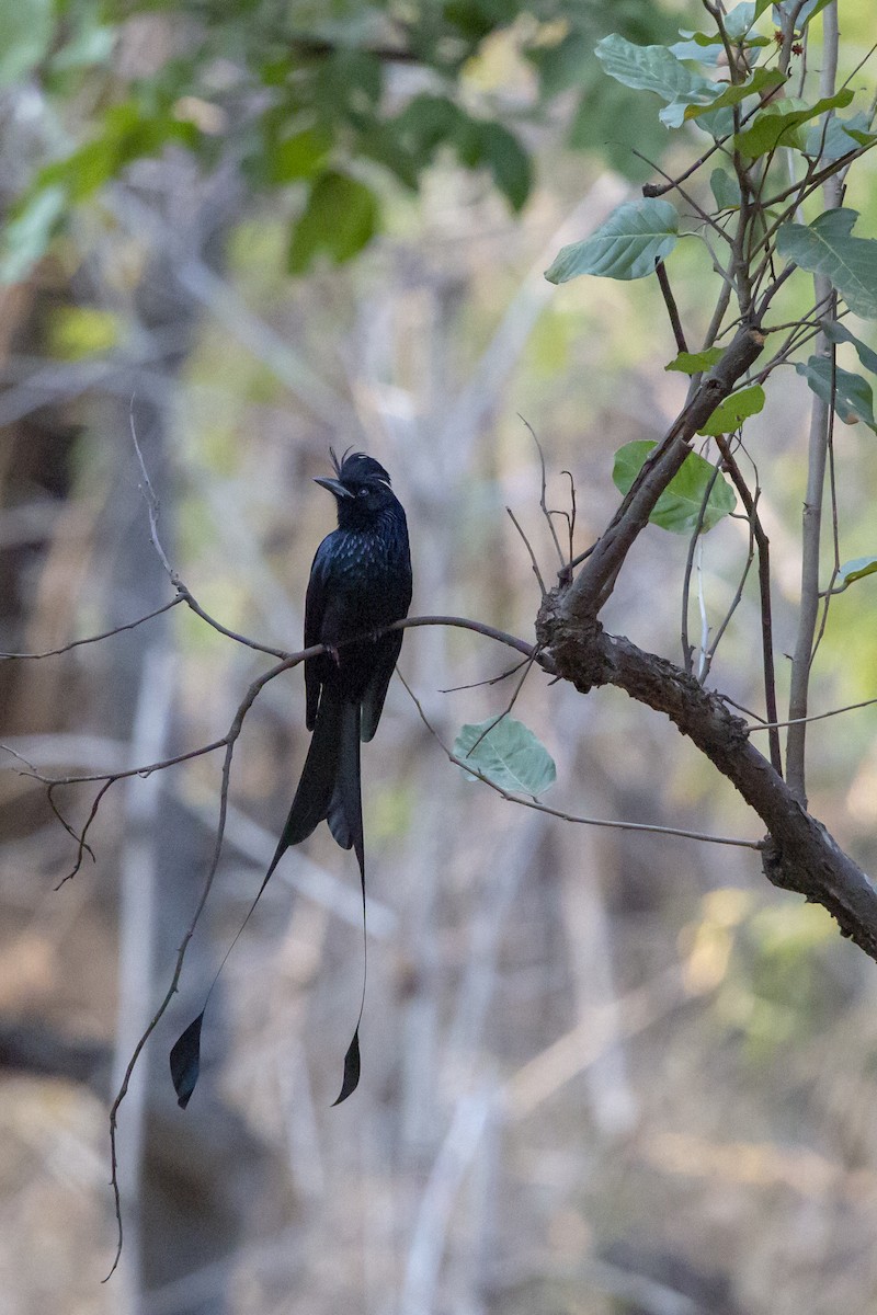 Greater Racket-tailed Drongo - ML178324111