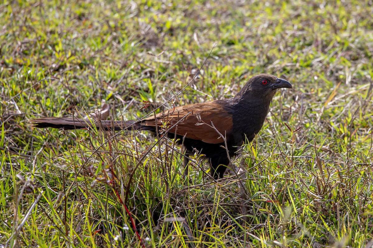 Greater Coucal - ML178324621