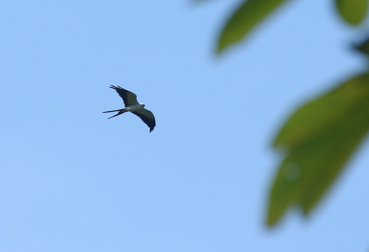 Swallow-tailed Kite - ML178324701
