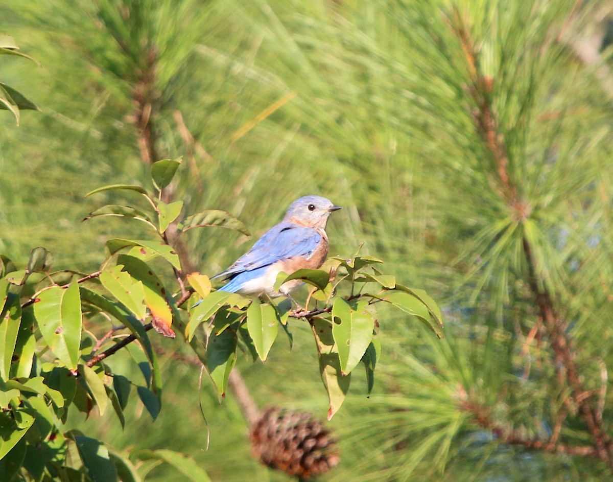 Eastern Bluebird - ML178324731
