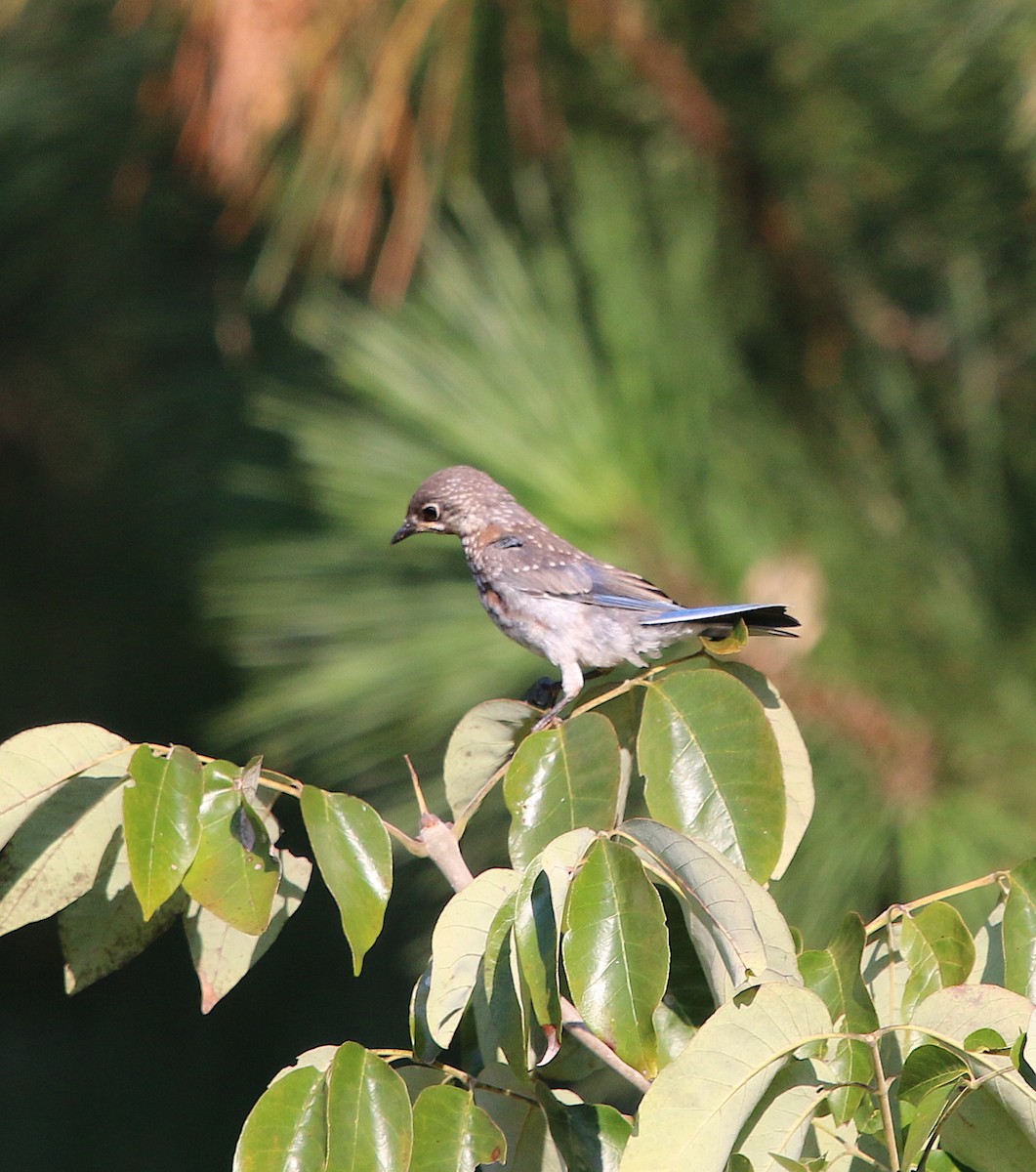 Eastern Bluebird - ML178324761
