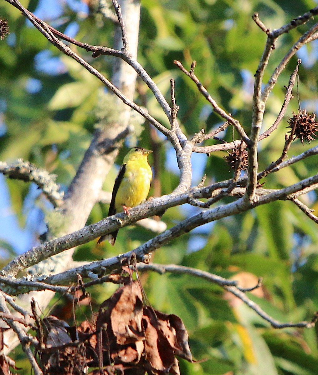 American Goldfinch - ML178324821