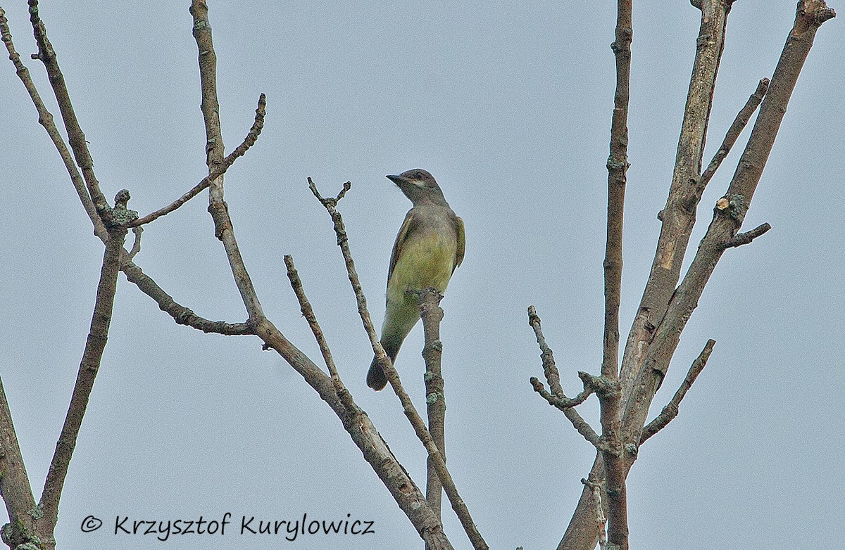 Cassin's Kingbird - ML178325251