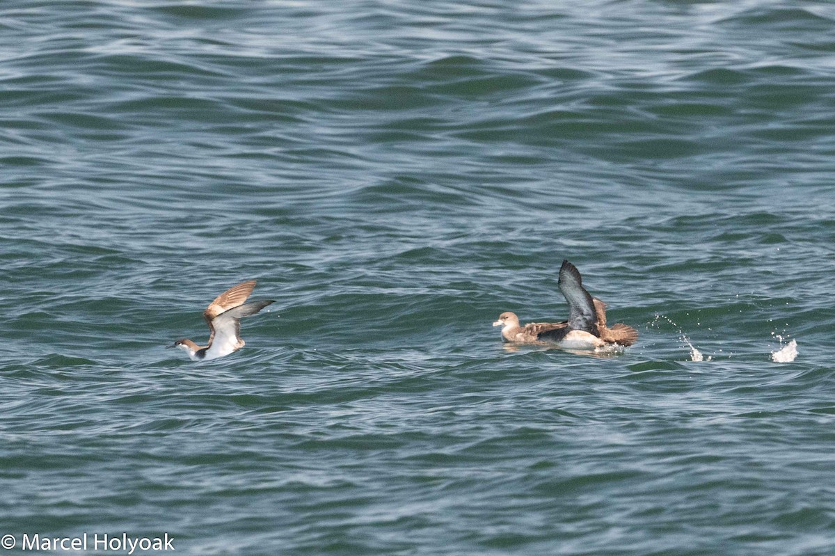 Buller's Shearwater - ML178325511