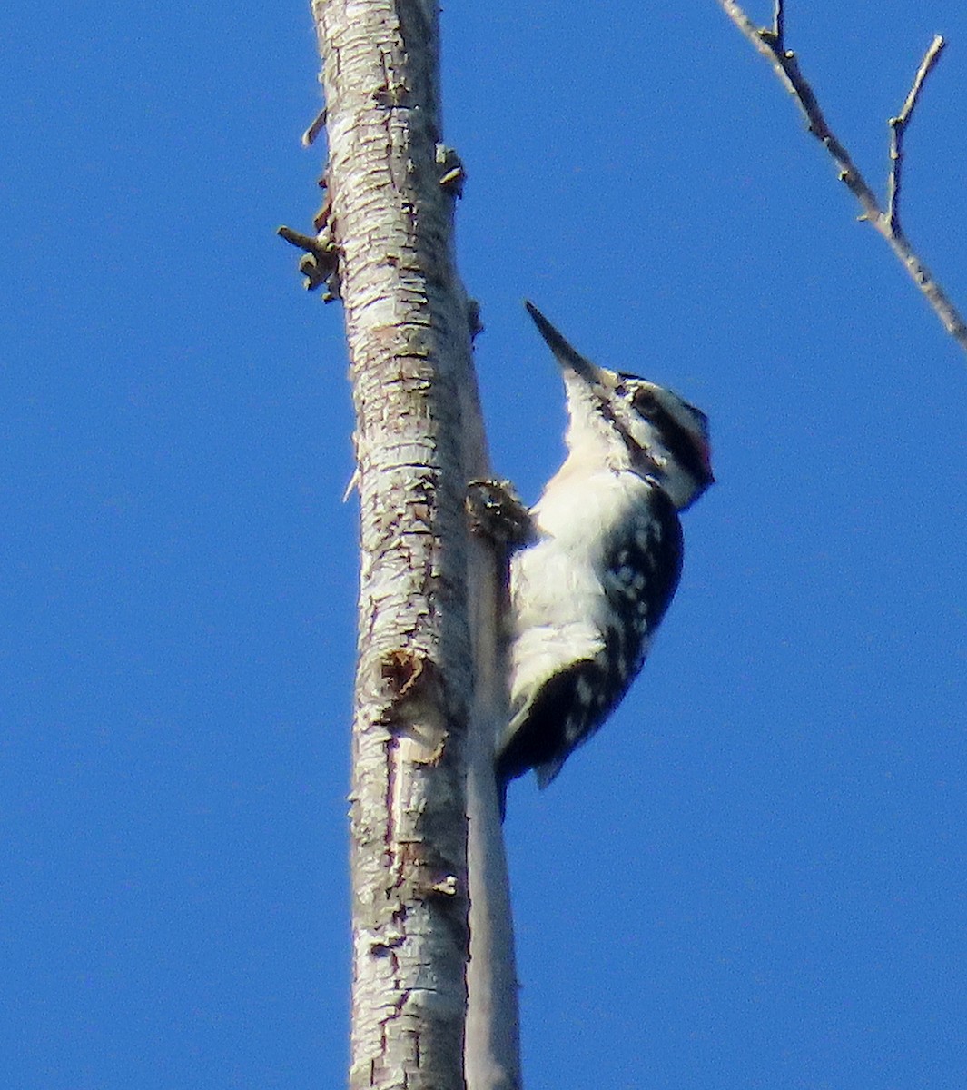 Hairy Woodpecker - ML178325541