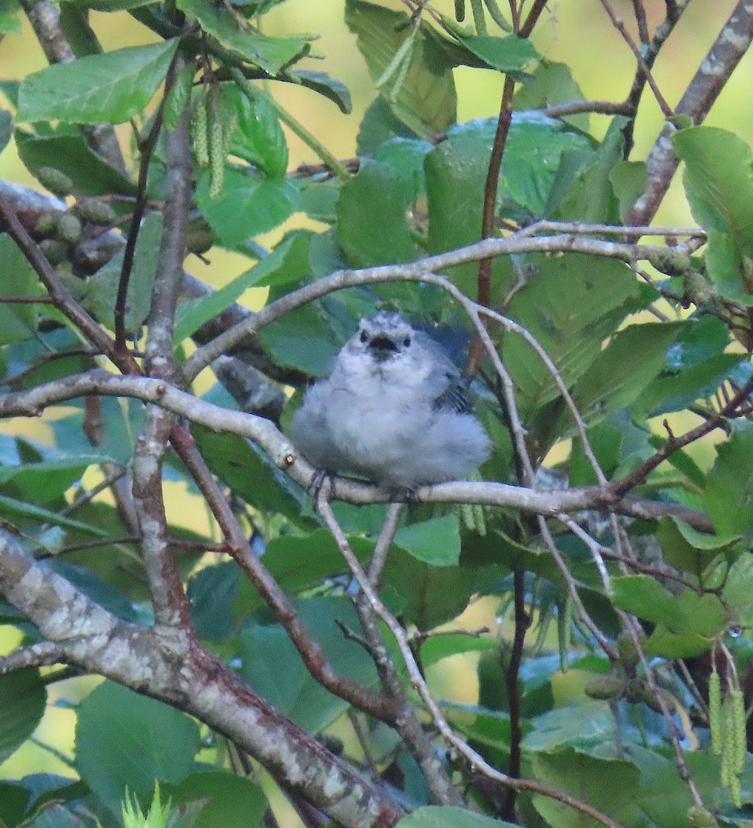 Gray Catbird - ML178325701