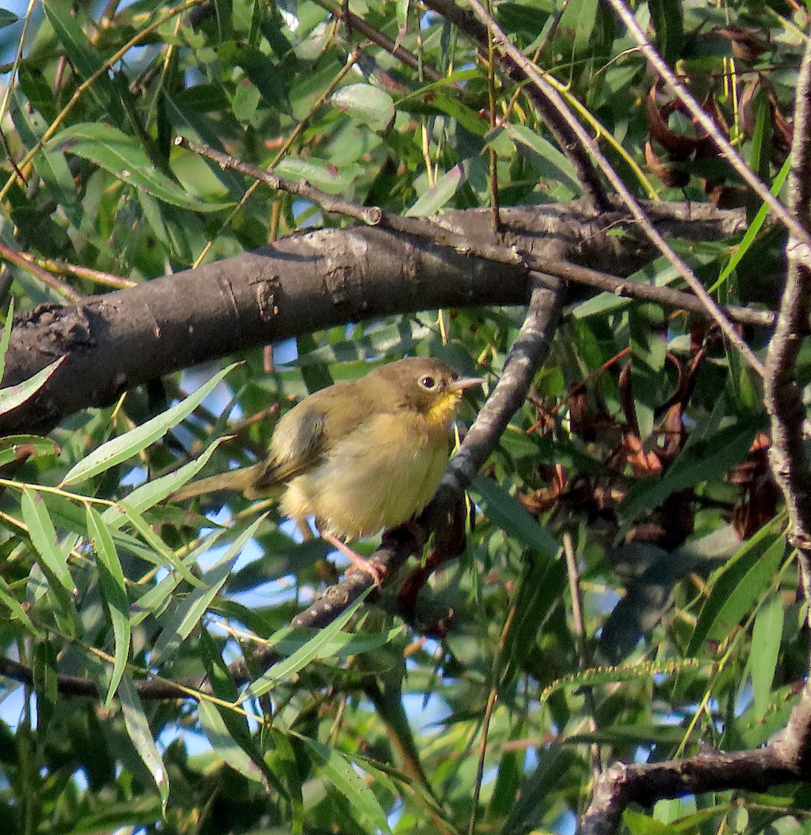 Common Yellowthroat - ML178325731