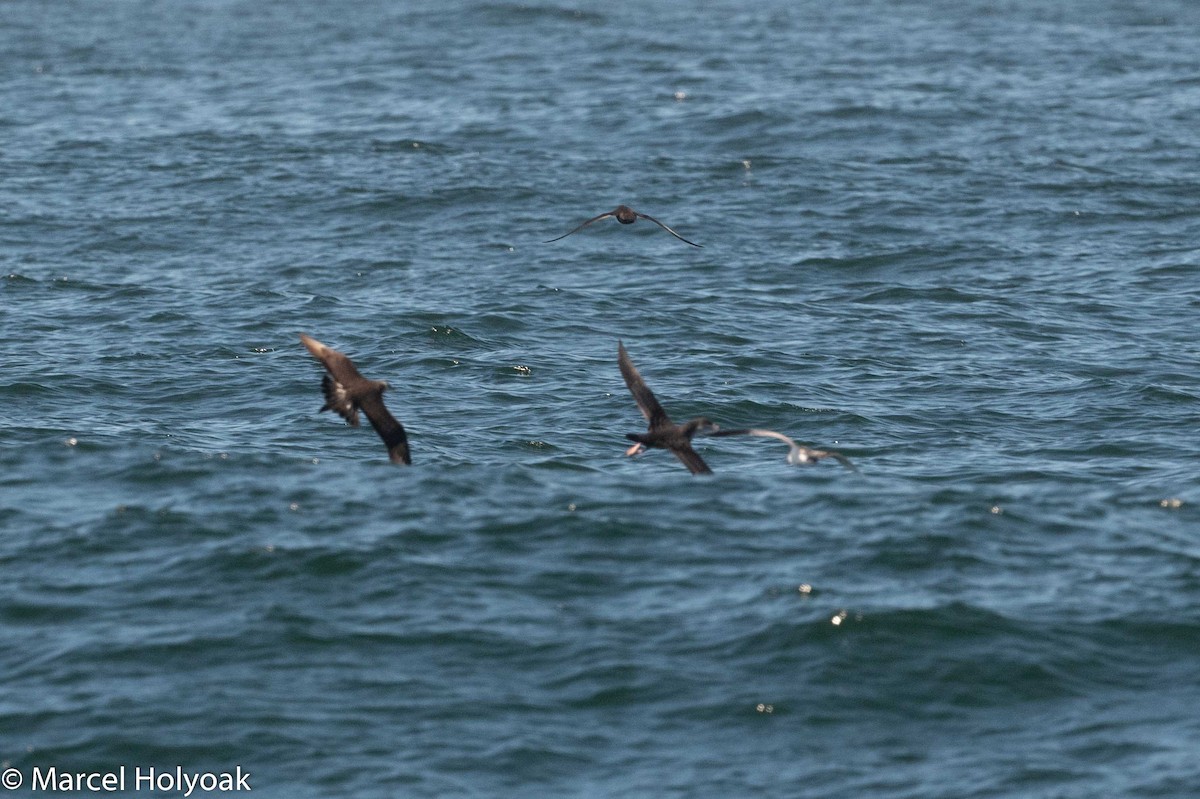 Parasitic Jaeger - ML178328201