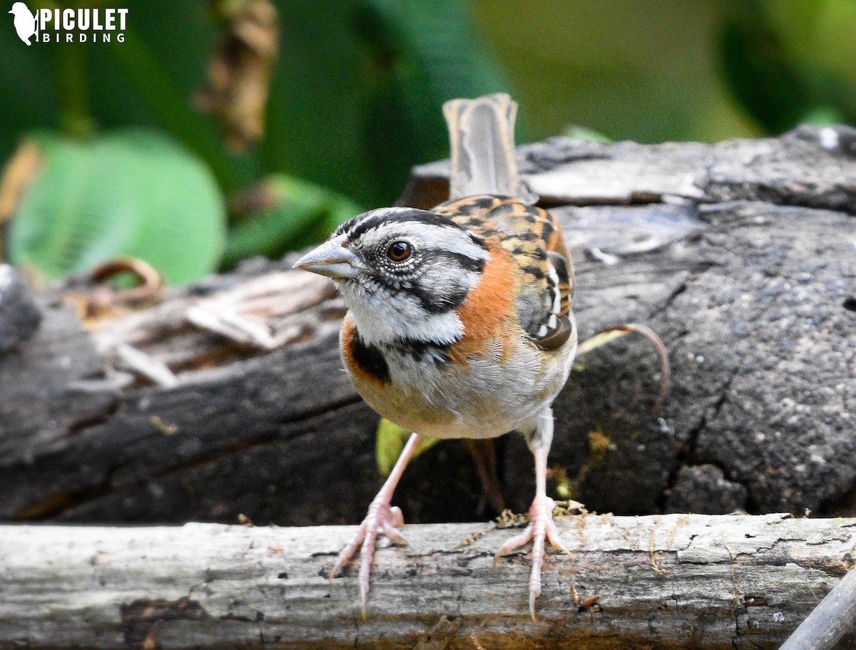 Rufous-collared Sparrow - Julio Delgado www.piculetbirding.com