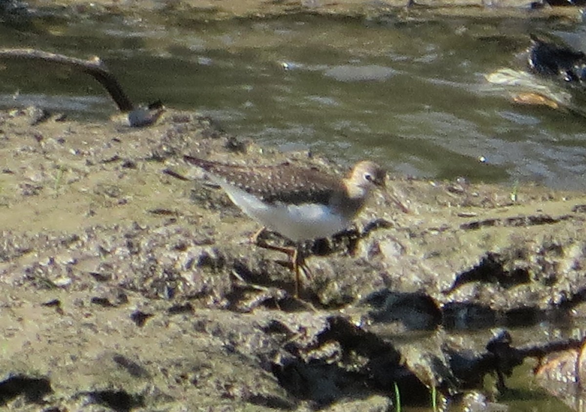 Solitary Sandpiper - Ellen Billiter