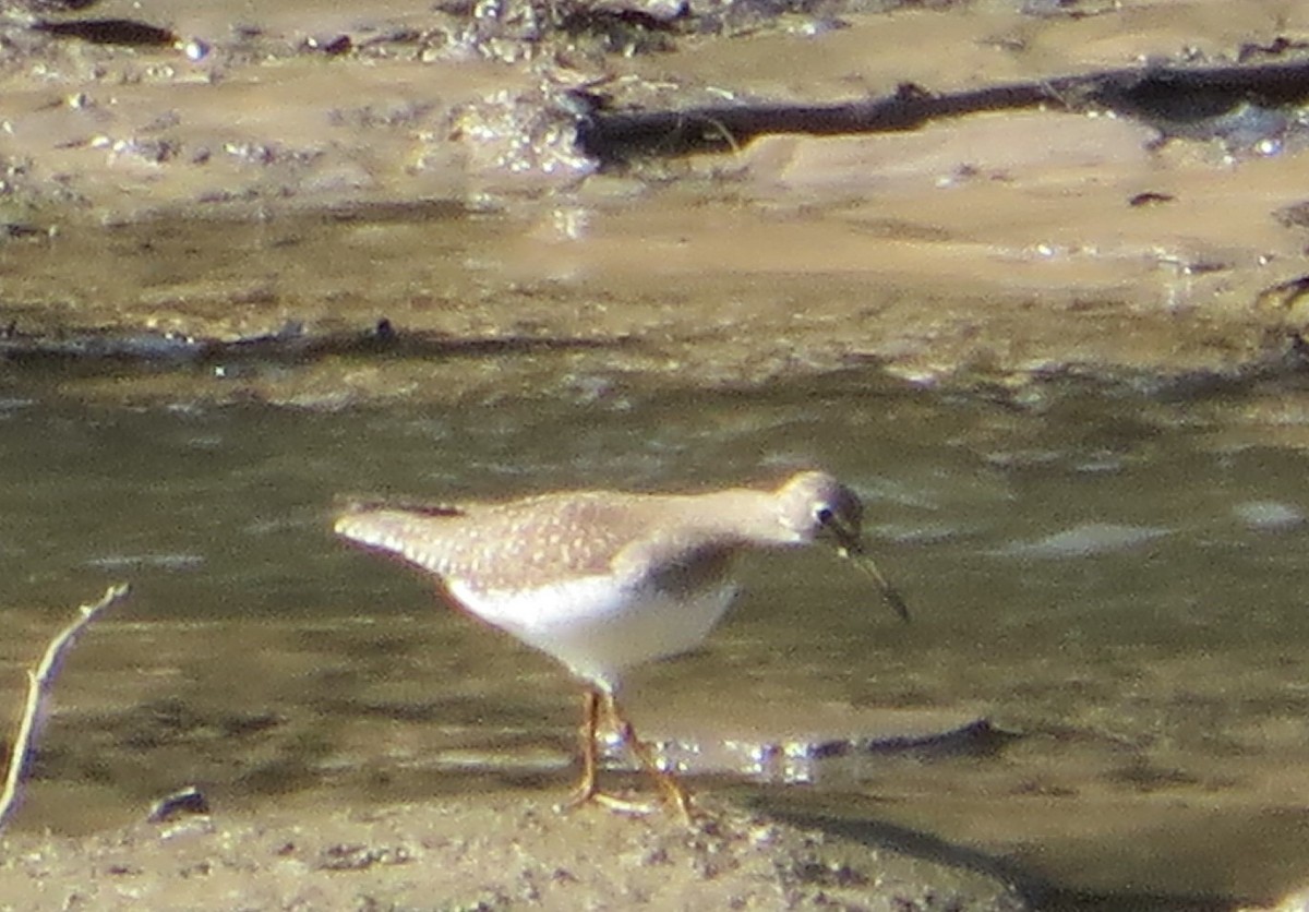 Andarríos Solitario - ML178330891