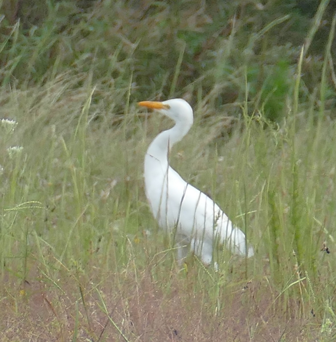Western Cattle-Egret - ML178332841