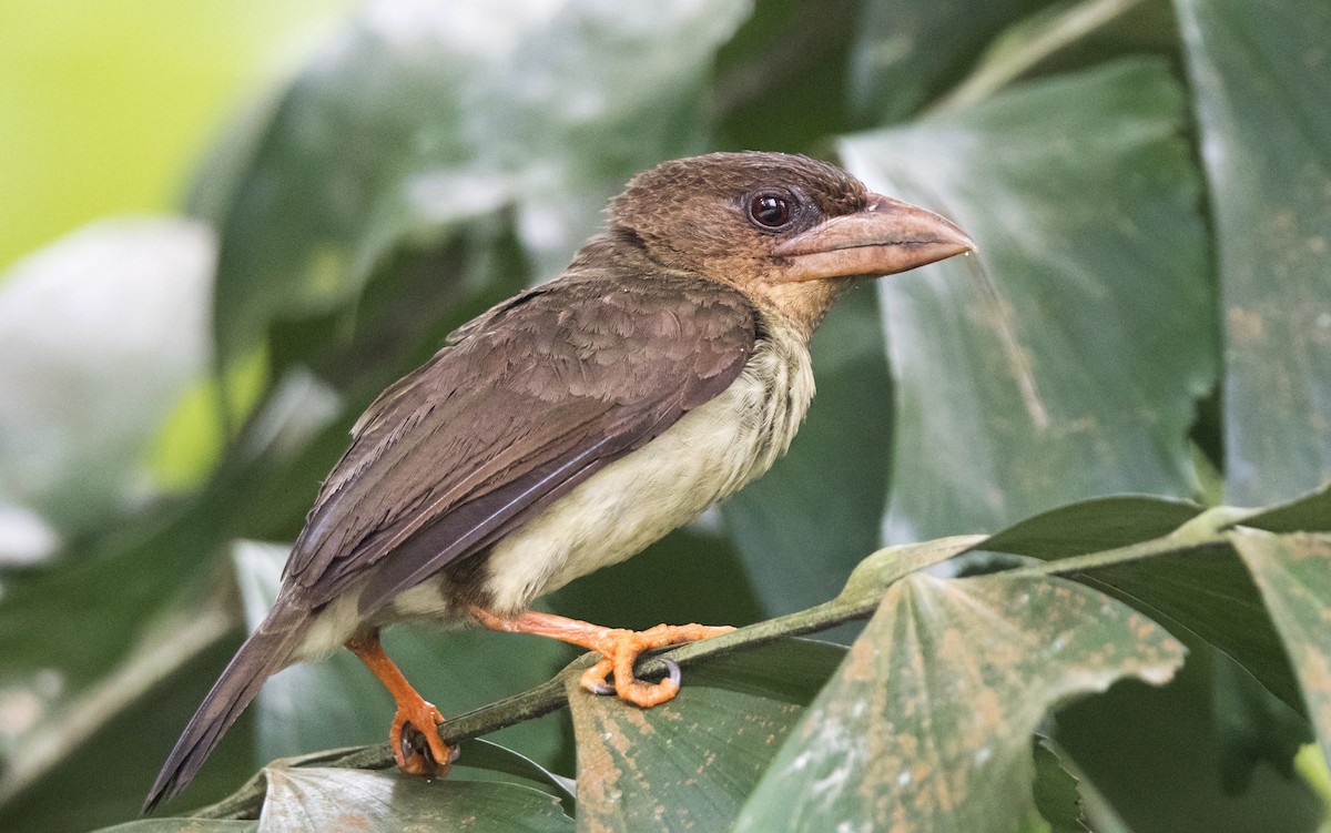 Sooty Barbet - Ashraf Anuar Zaini