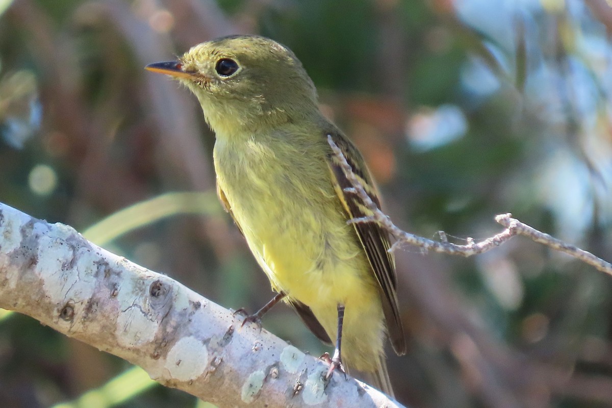 Yellow-bellied Flycatcher - Karen Lebing
