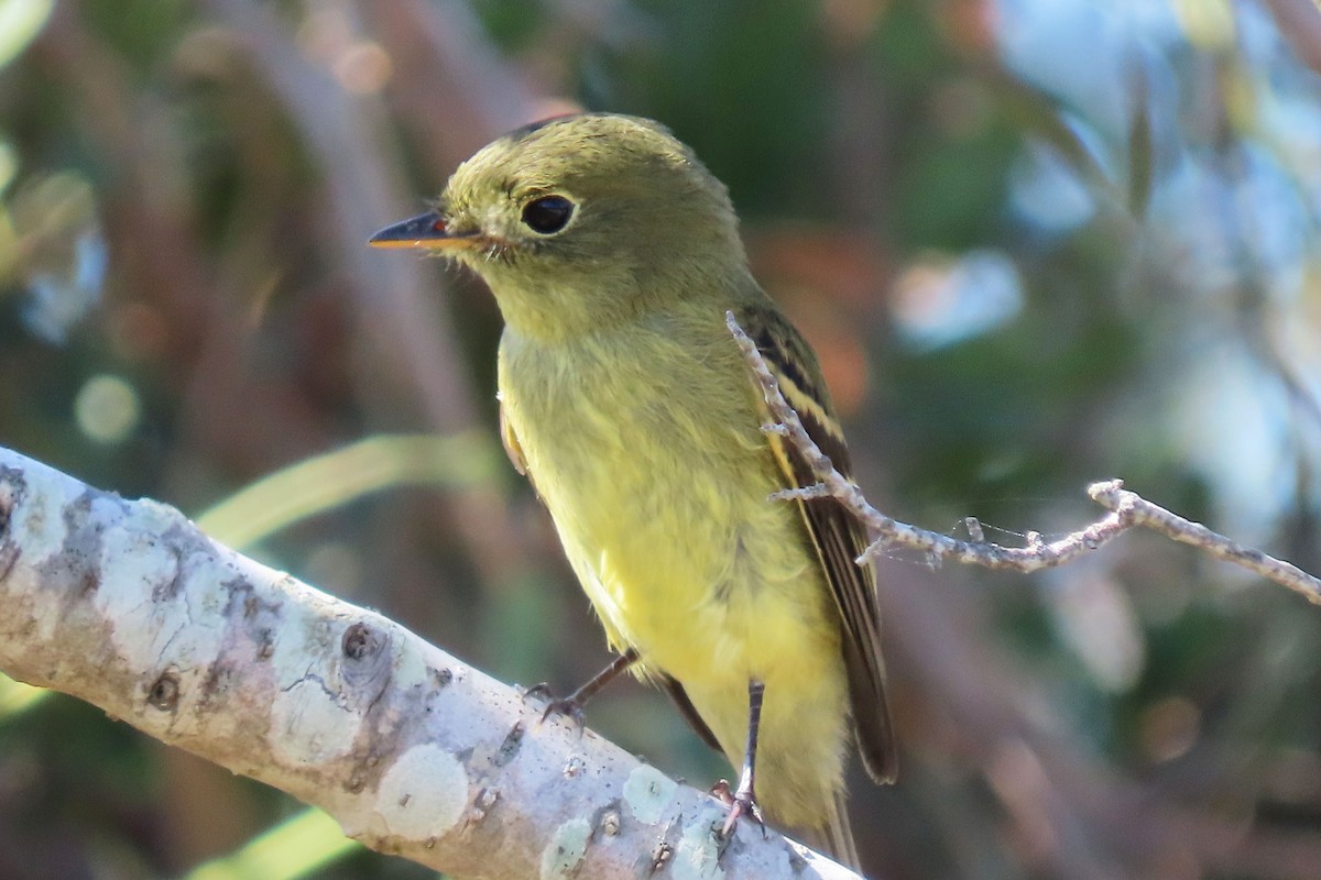 Yellow-bellied Flycatcher - Karen Lebing