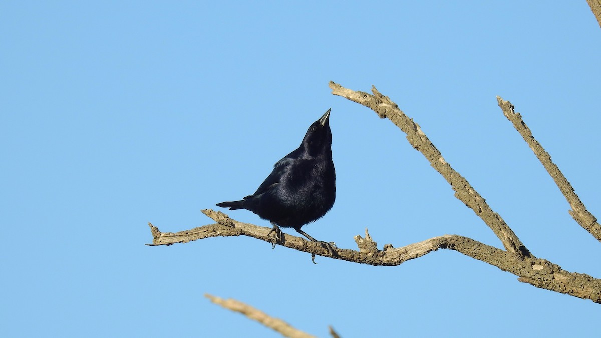 Shiny Cowbird - ML178335941