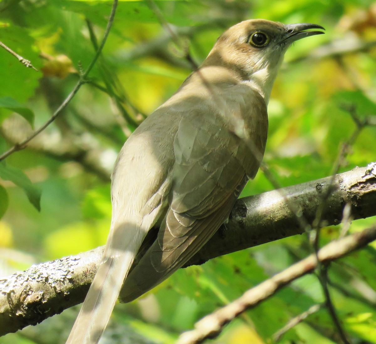 Black-billed Cuckoo - ML178337241