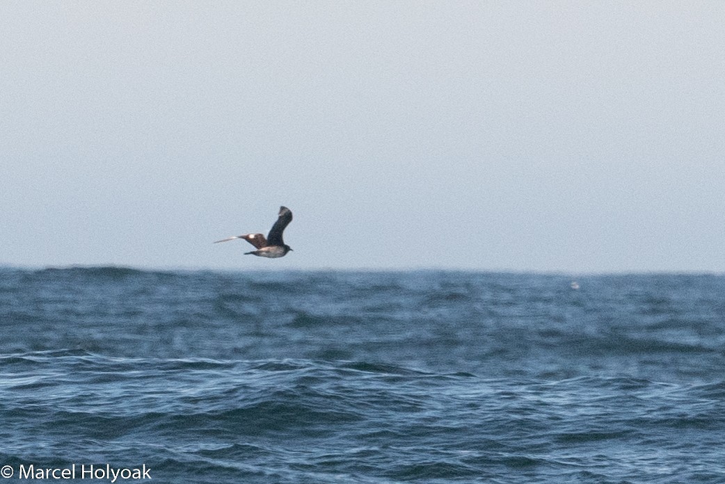 Pomarine Jaeger - Shearwater  Journeys