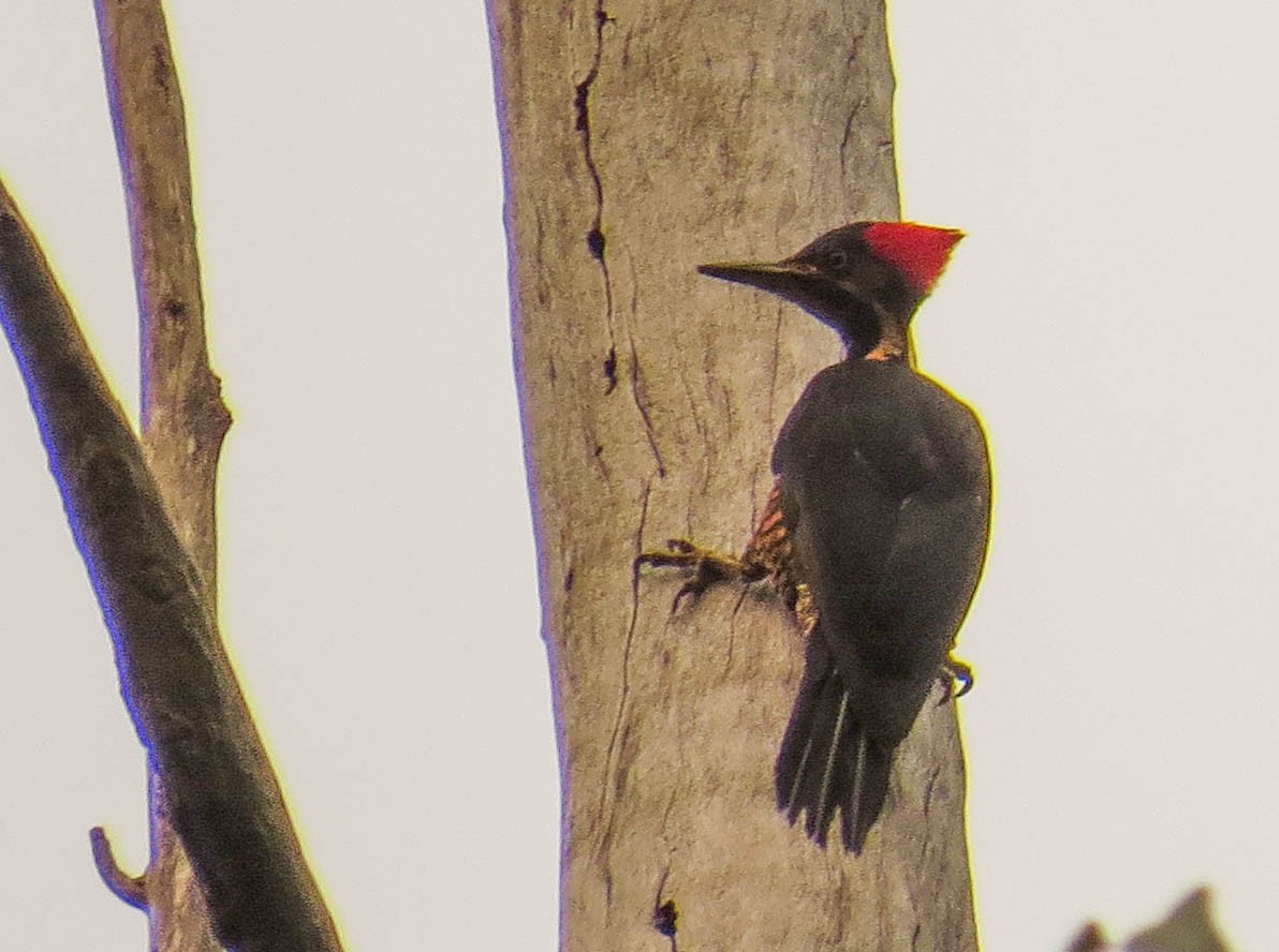 Lineated Woodpecker - Lys Souza
