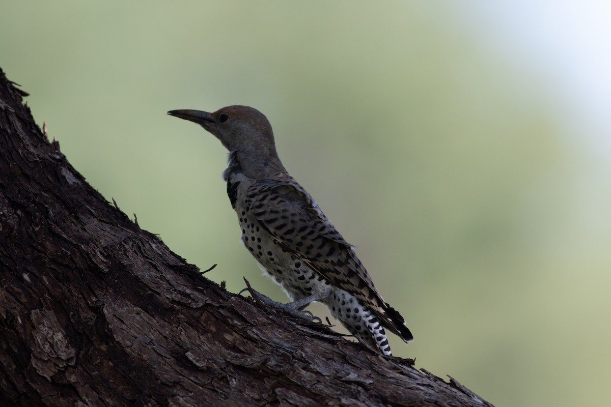 Gilded Flicker - James McKay