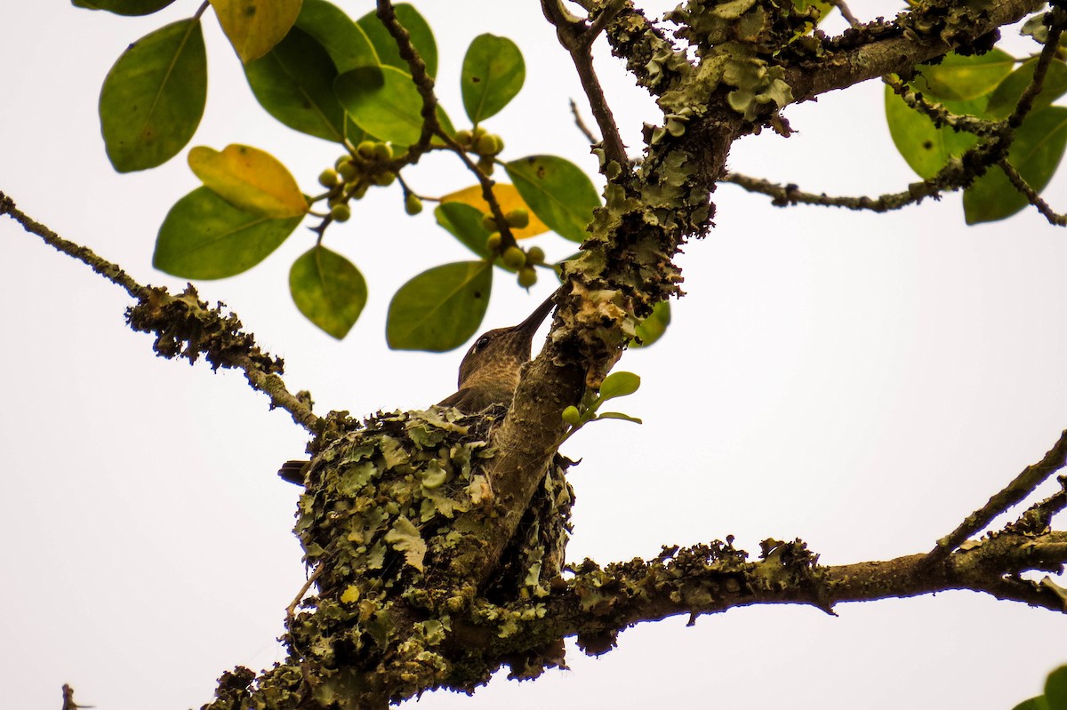 Sombre Hummingbird - ML178340091