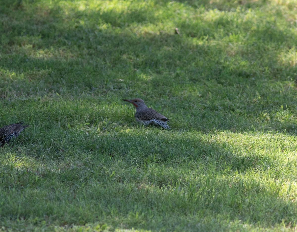 datel zlatokřídlý - ML178340241