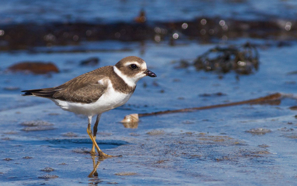 Semipalmated Plover - ML178340981