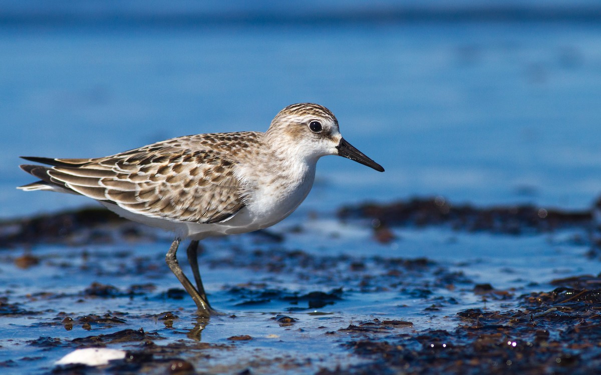 Semipalmated Sandpiper - Fyn Kynd