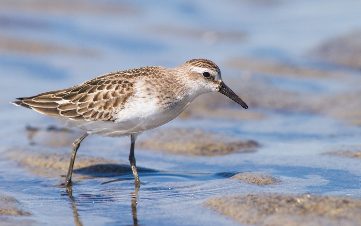 Semipalmated Sandpiper - Fyn Kynd