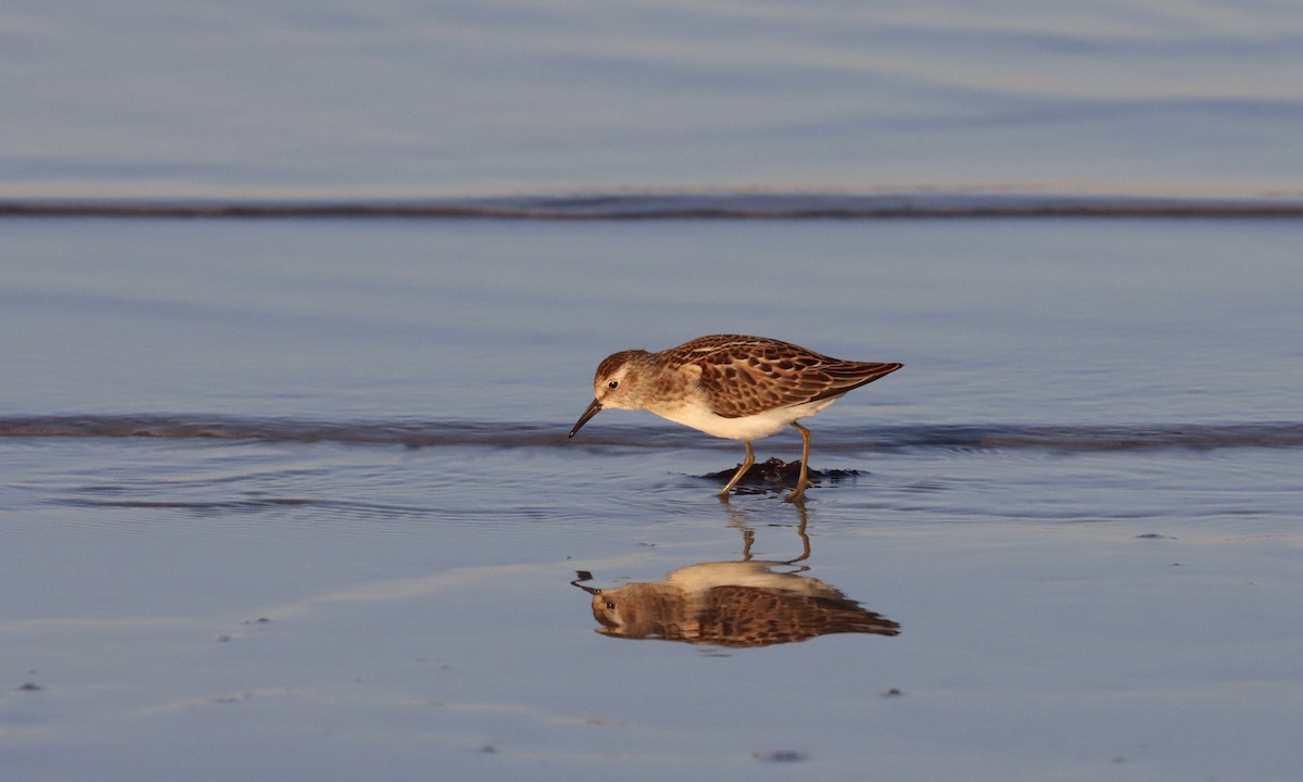 Least Sandpiper - ML178342901