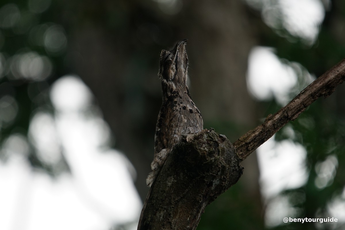 Common Potoo - Beny Wilson