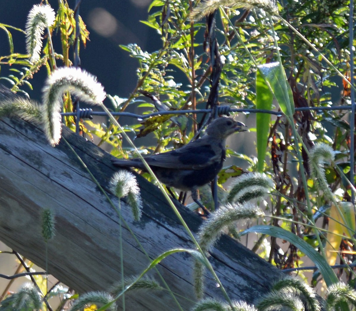 Brown-headed Cowbird - ML178343761