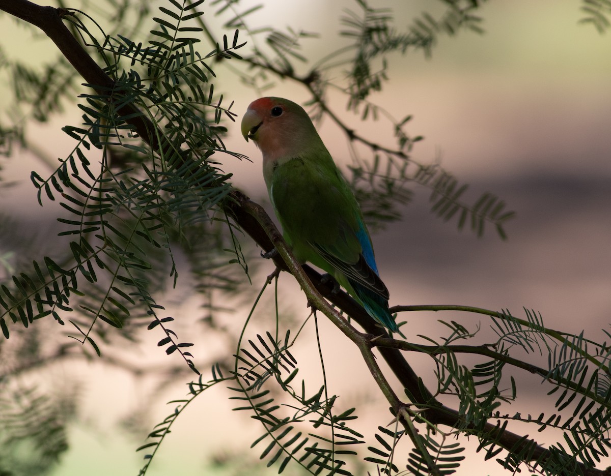 agapornis růžovohrdlý - ML178345461