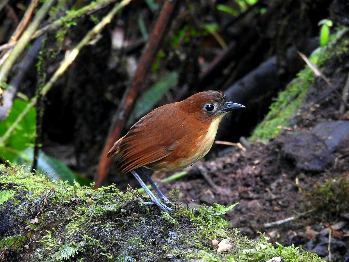 Yellow-breasted Antpitta - Marcelo Quipo