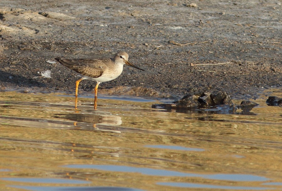 Terek Sandpiper - ML178348381