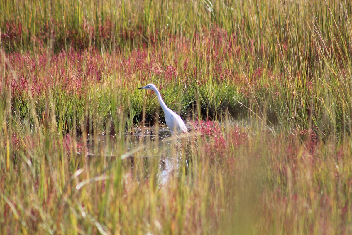 Little Blue Heron - ML178349811