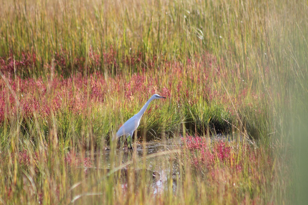 Little Blue Heron - MARIA STOCKMAL