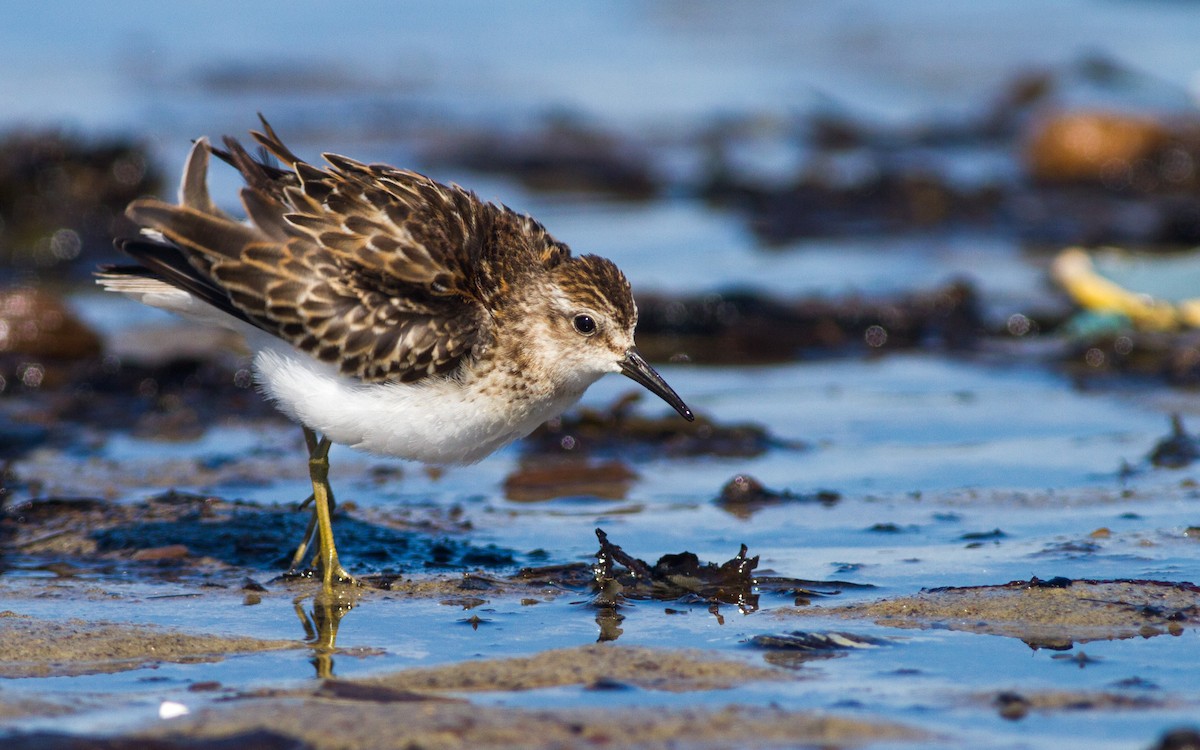 Least Sandpiper - Fyn Kynd